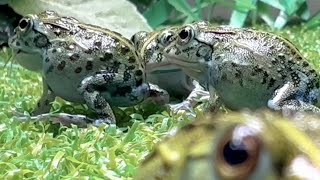 What happens when the frog brothers get together?