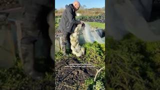 Knotting Covers #cropcovers #fleece #growyourownfood