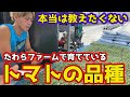 トマト農家が愛用しているトマトの品種を紹介します。【家庭菜園】