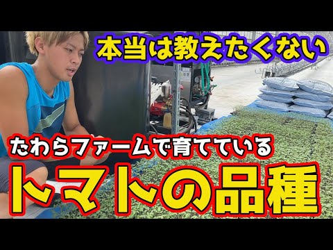 早生トマトは味が薄い?3つの誤解を解決!50日で収穫できるおすすめ品種