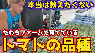 トマト農家が愛用しているトマトの品種を紹介します。【家庭菜園】
