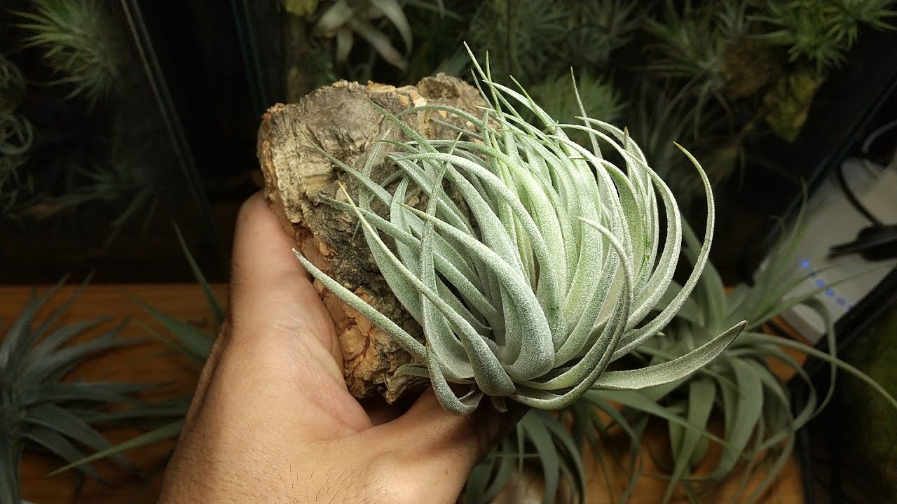 Introduction to Tillandsia released on July 3, 2026 - YouTube