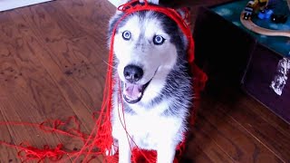 Dog acts like a Cat: Mishka the Talking Husky Dog acts like a Cat: Mishka the Talking Husky