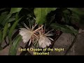 Criss Crossed Queen of the Night Bloomed!