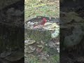 CARDINAL WINTER FEEDING
