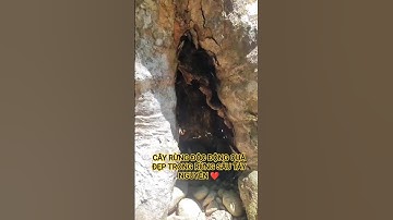 CÂY RỪNG ĐỘC LẠ BỘNG QUÁ ĐẸP TRONG RỪNG SÂU TÂY NGUYÊN