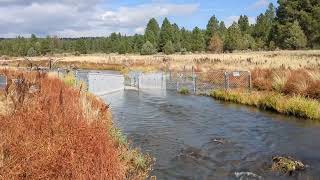 ODFW fish counting station on Spencer Creek. October 9, 2025.