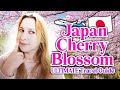 How to see cherry blossoms in japan    mustknow tips advice from a local