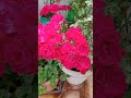 Vasantham # many more flowers # rooftop garden # ytshorts