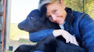 The Way It Goes...bottle Calf Time