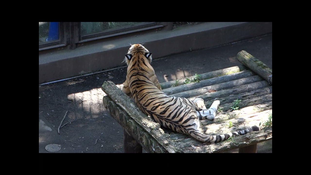 飼育係直伝 アムールトラ観察ポイントその2 応用編 東京ズーネット