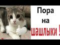 Лютые приколы. КОТ ЗА ШАШЛЫКИ!!! Самое смешное видео! Засмеялся проиграл! – Domi Show!