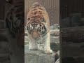 기습에 임하는 형제들의 어여뿐 눈빛👀 🐅아부지 조셉(23.12. ) #백두 #태백