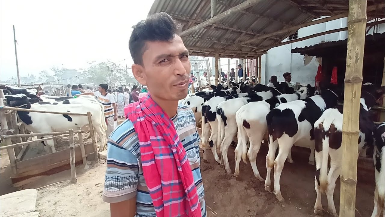 পাবনা অরনখোলা হাট থেকে ৯ থেকে ১২ মাস বয়সের বকনা বাছুরের দাম জানুন। গরুর হাট ২০২৩