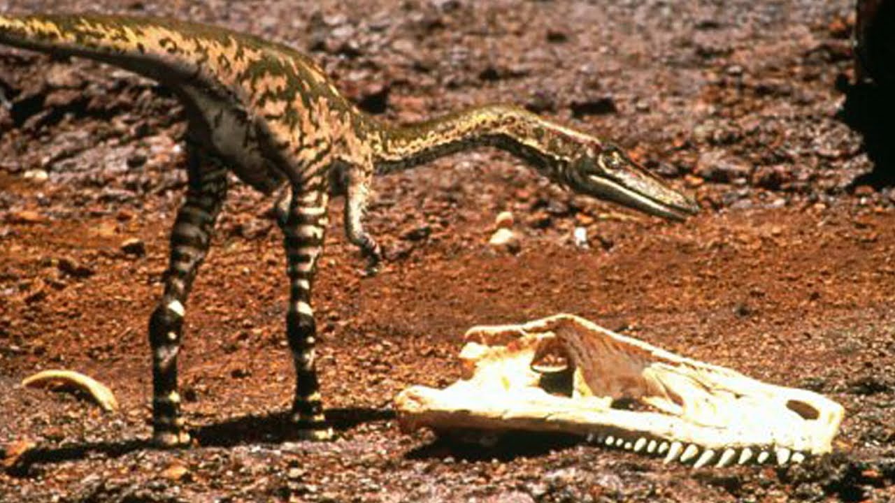 Прогулки с динозаврами в стране. Целофизис динозавр. Целофизис прогулки с динозаврами. Целофизис Триас. Целофизис скелет.