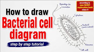 Bacterial Cell Diagram in 5 Minutes🔥 | Easy Step by step Tutorial