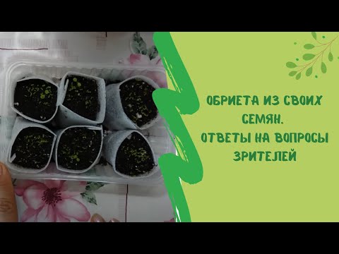 Видео: Обриета (65 снимки): многогодишни съкращения. Засаждане на цветя и грижа за тях. Отглеждане от семена. Как да засадите на открито?