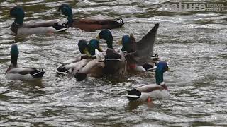 Slow motion clip of a group of male Mallards competing violently to mate with a single female, Cornw