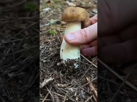Super Satisfying Mushroom