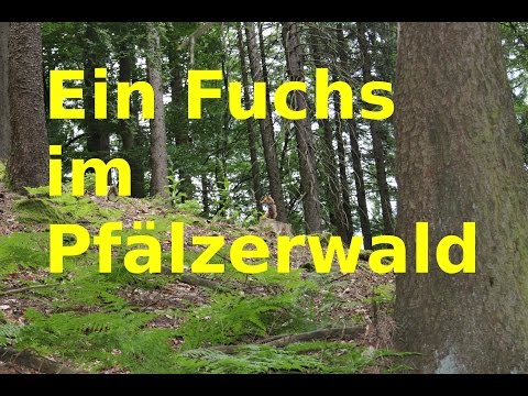 Ein Fuchs im PFÄLZERWALD - Mini 1