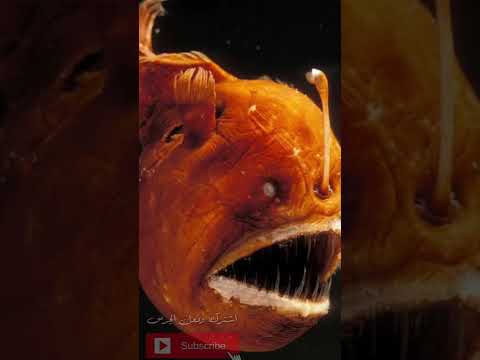 سمكة أبو الشص المرعبة أغرب أسماك الأعماق