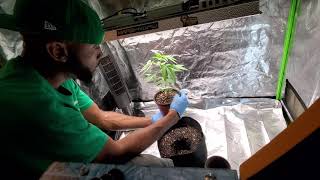 How to transplant plants to a larger container!