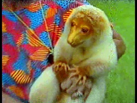 camera iphone 8 plus apk New Guinea Spotted Cuscus - Burke's Backyard