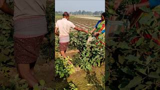 Farm Fresh Brinjal — Harvested Hours Before You Buy 🍆 #shorts