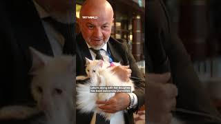 Türkiye's iconic Angora cats at the NATO Summit