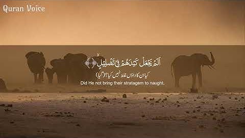 Surah Al Fil سورة الفيل - Mishary bin Rashid Alafasy مشاري بن راشد العفاسي - Quran Voice
