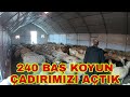 240 BAŞ KOYUN YENİ ÇADIRDA İLK YEMİNİ YEDİ~MUHTEŞEM BİR DUYGU