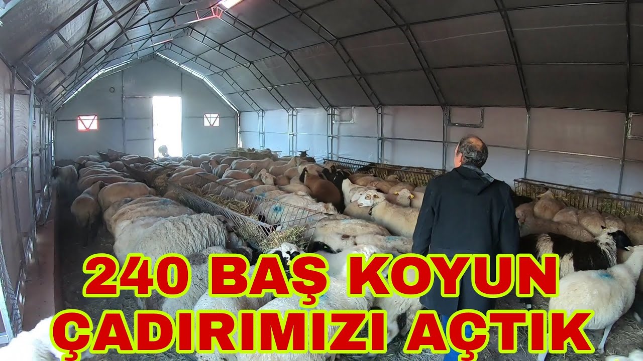 240 BAŞ KOYUN YENİ ÇADIRDA İLK YEMİNİ YEDİ~MUHTEŞEM BİR DUYGU