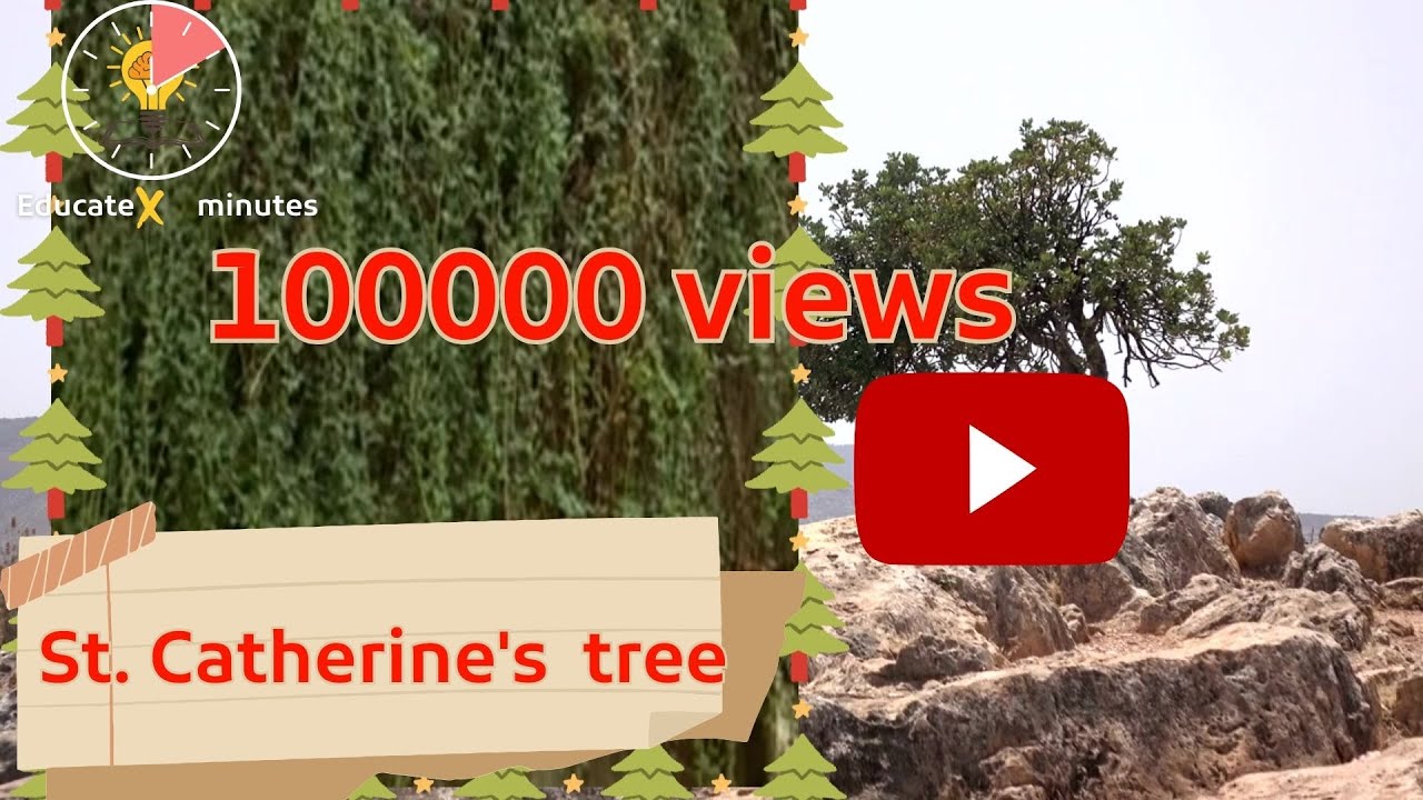 Secrets of the sacred tree in Sinai YouTube
