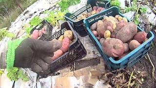 картинка: 1823 Как лук и картошку собирал под картоном №2