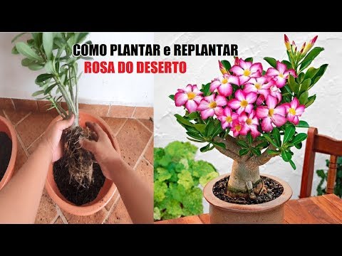 Vídeo: Informações sobre plantas de bistort - dicas para cultivar flores de bistort em jardins