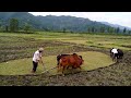 Farmer's singing a song with ploughing field in nepal