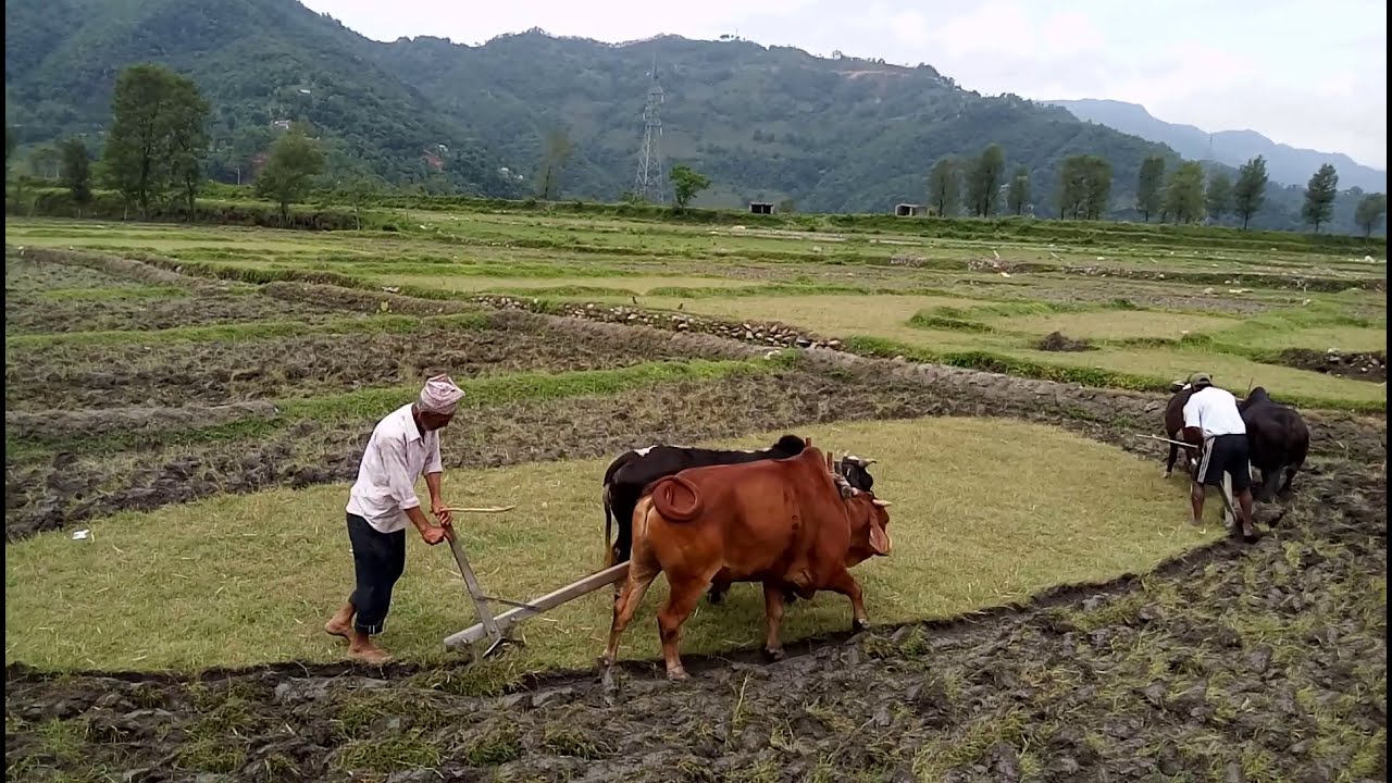 खेत जोतने का पुराना तरीका ये ह देख लो सब Farmer's singing a song with ploughing field in nepal