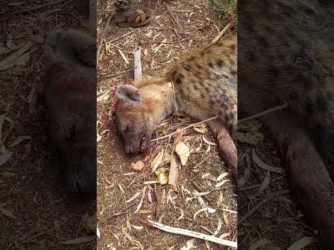 Me Ilala Warabessa Kana Gudi Isa