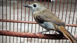 Suara SIKATAN RIMBA DADA COKLAT ( SRDC ) Gacor Nyuling & Nyiul Merdu