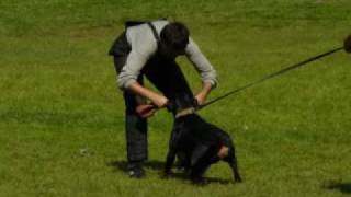 rottweiler Biggi Mei Marmak - Rotti, 7. months, beginning of the bite work - foto