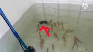 Download Lagu Red Tilapia Raising Update Download Lagu Red Tilapia Raising Update