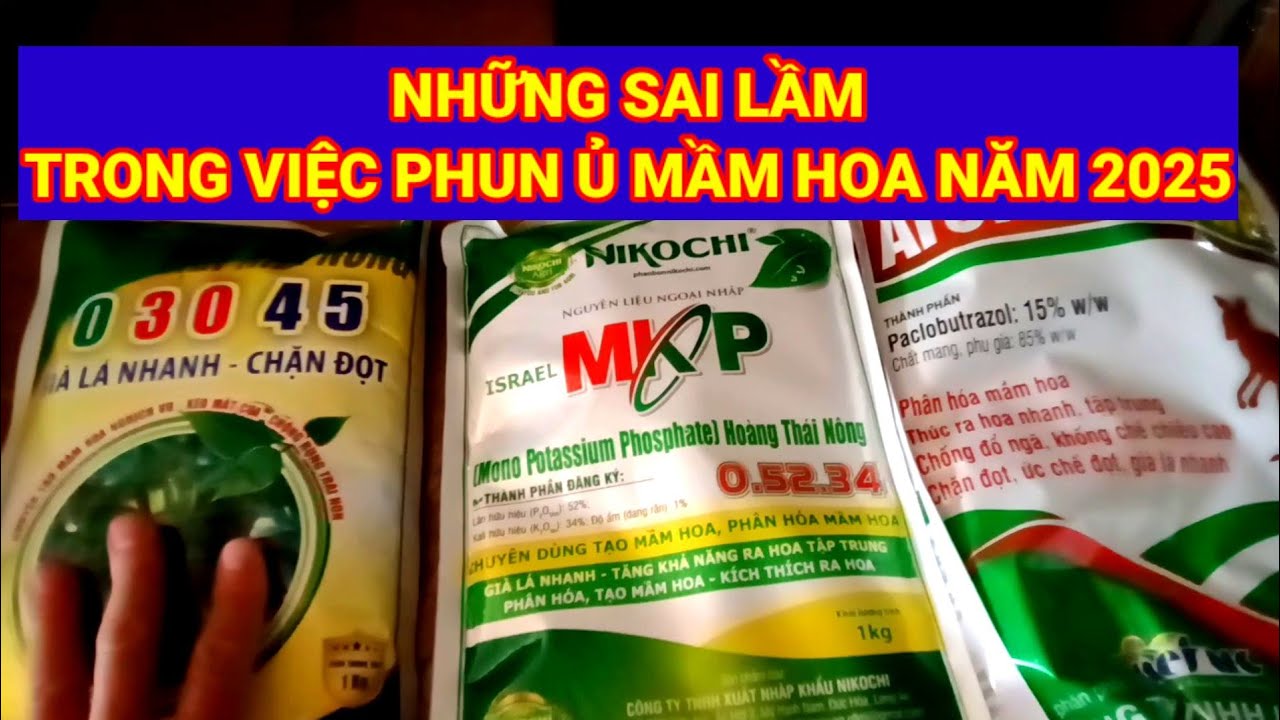 năm 2025 Phun ủ mầm hoa bằng Mkp+ già lá nhanh hoặc mkp với paclopunazol là cách tốt nhất