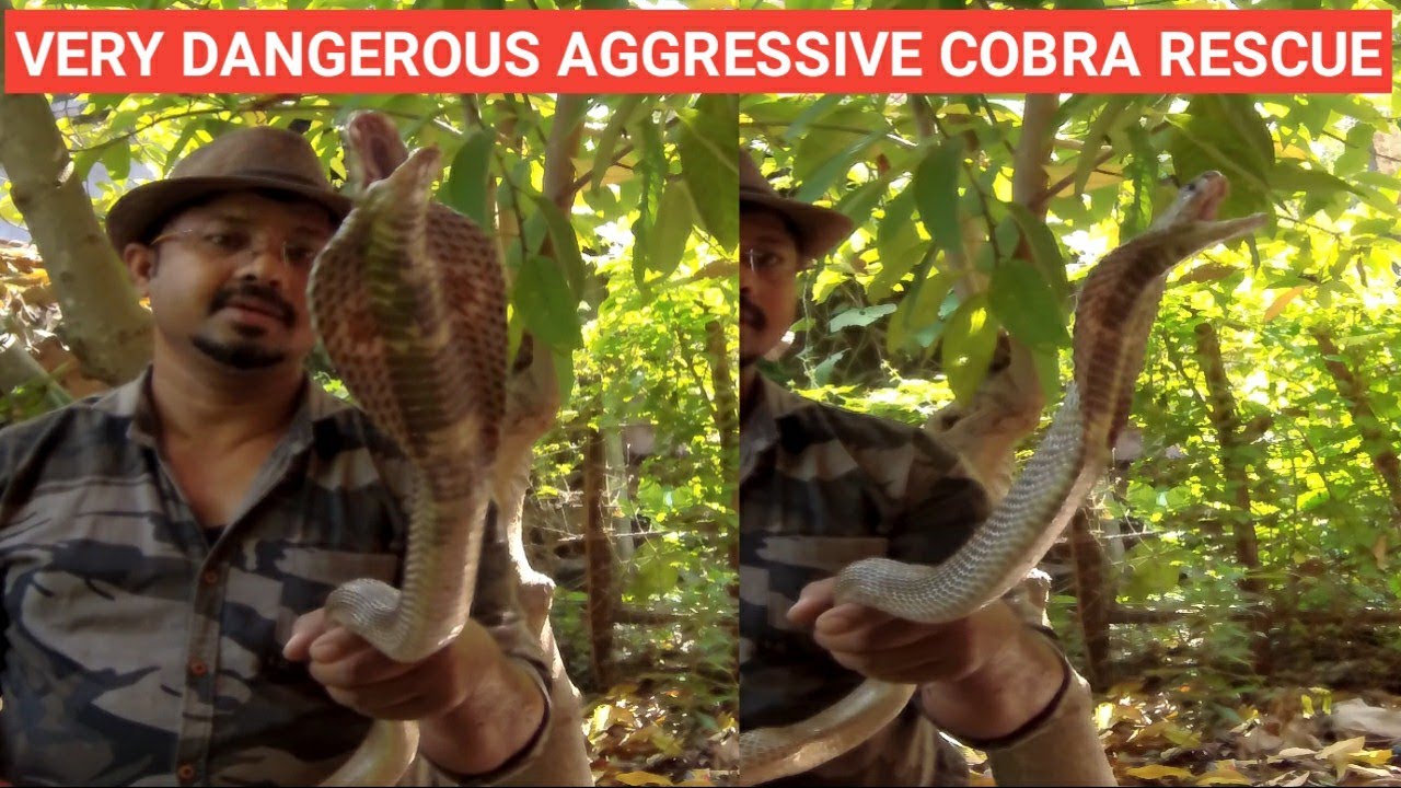 how to catch snake safely Very Dangerous Aggressive Cobra Rescue From Odisha || 400KM दूर जाकर पड़का इस भयानक कोबरा सांप को |