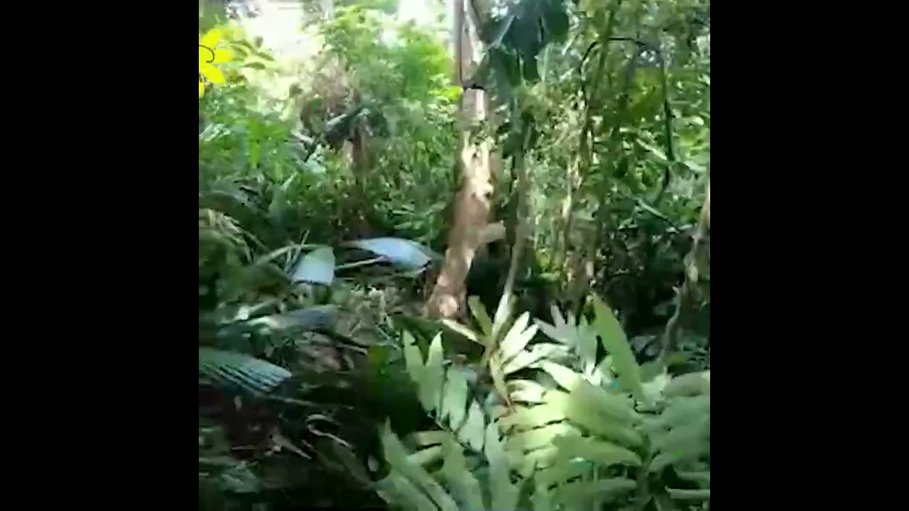 Man find giant honey Massive Honeycomb Extraction from Insanely Angry Bees!