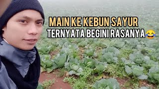 Main Ke Kebun Sayur Kol. Asli Suhunya Dingin Bangat Sampai Ketulang