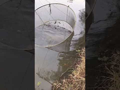 Amazing best Trap