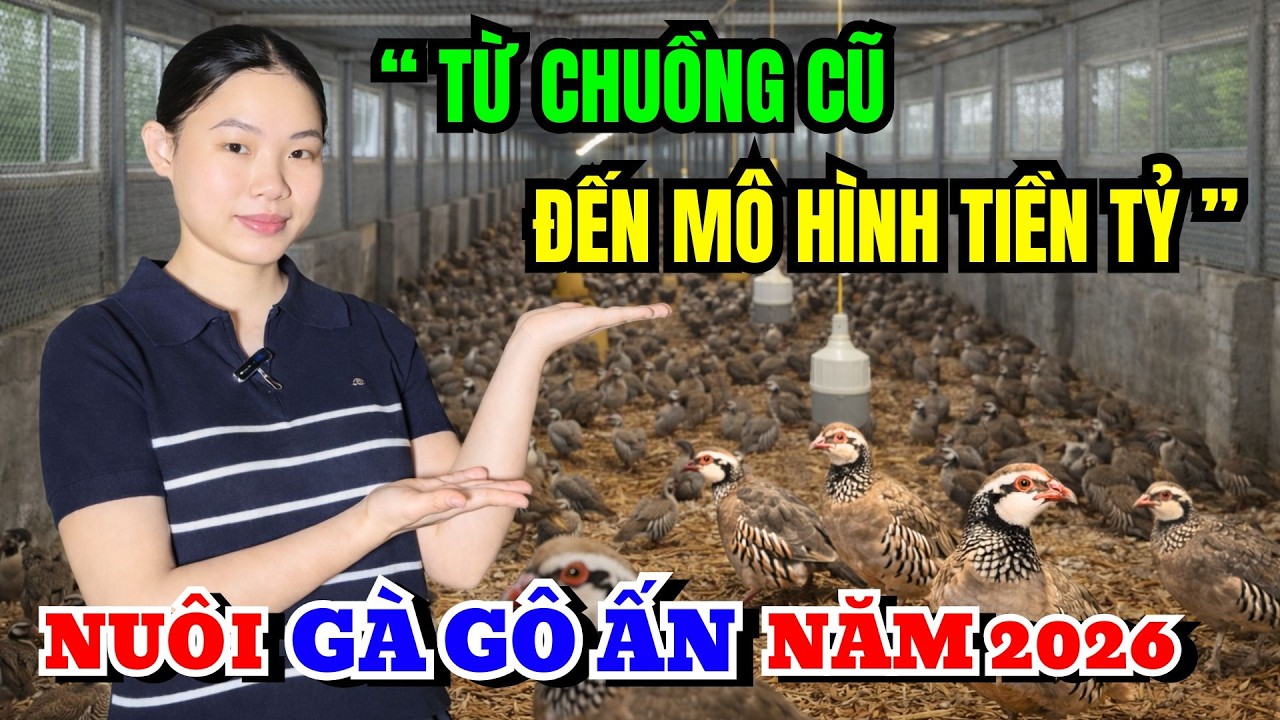 NUÔI GÀ GÔ (CHIM ĐA ĐA) ẤN ĐỘ 