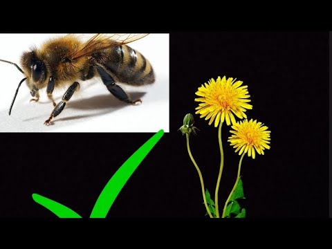 Video: Majú včely radi caragana?