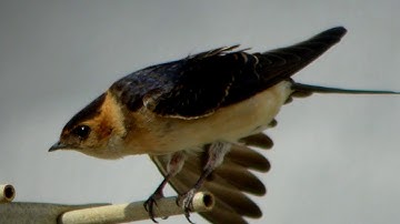 Red- rumped swallow-  Roodstuitzwaluw