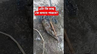 এটা কি মাছ কে বলতে পারবে। #viralvideos #comedy #funny #fishing